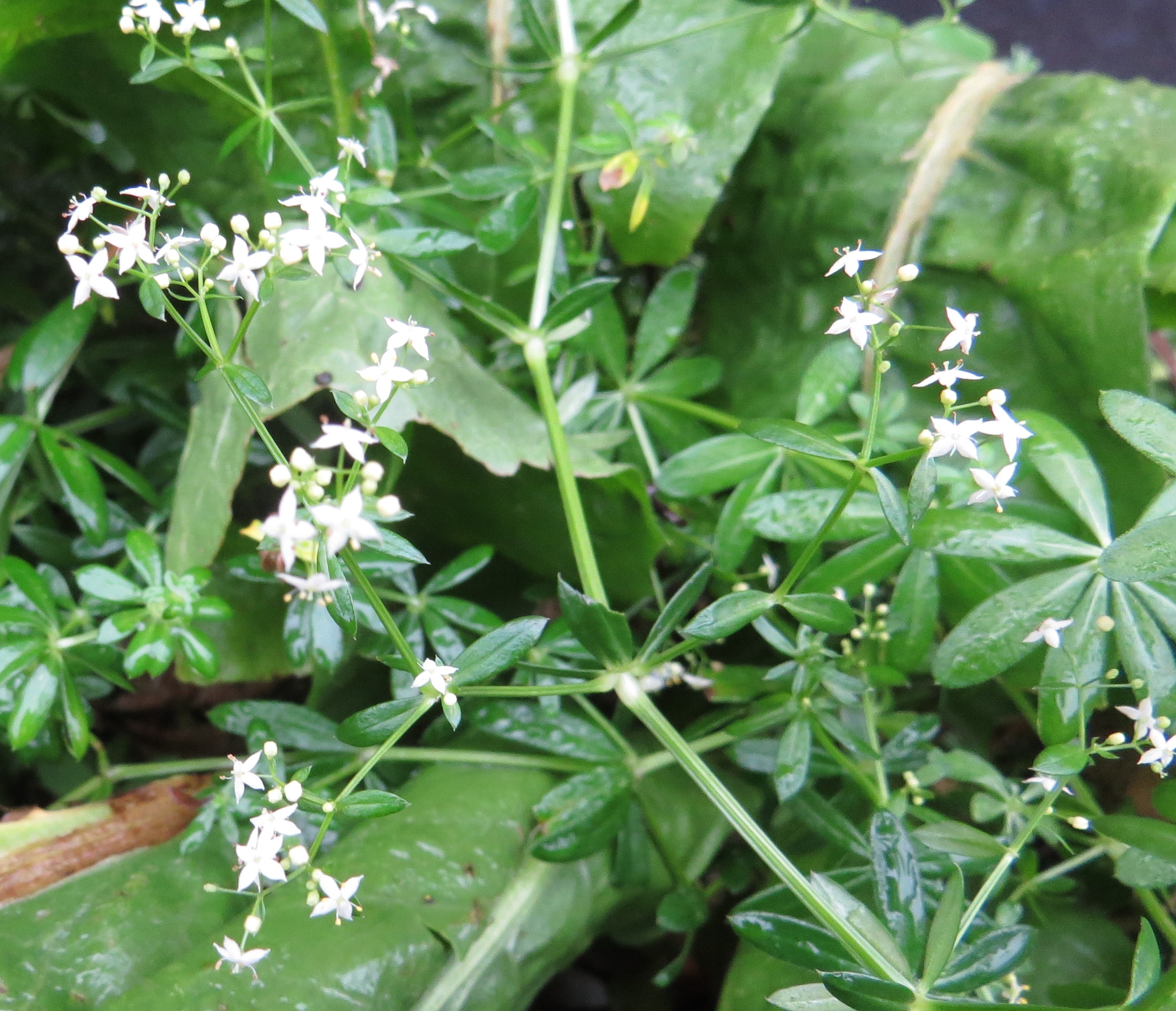 Cleavers 6 Bug Woman Adventures in London