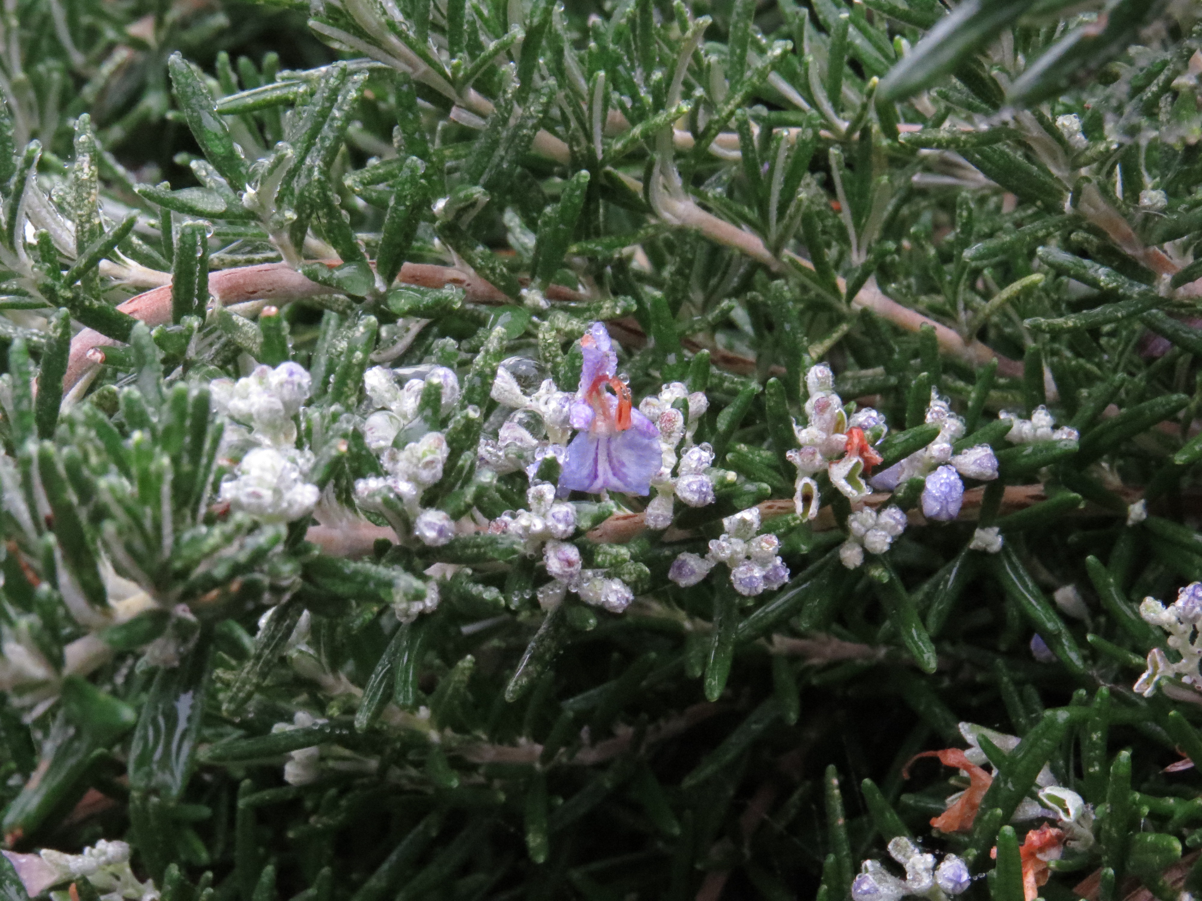 Wednesday Weed Rosemary Bug Woman Adventures in London