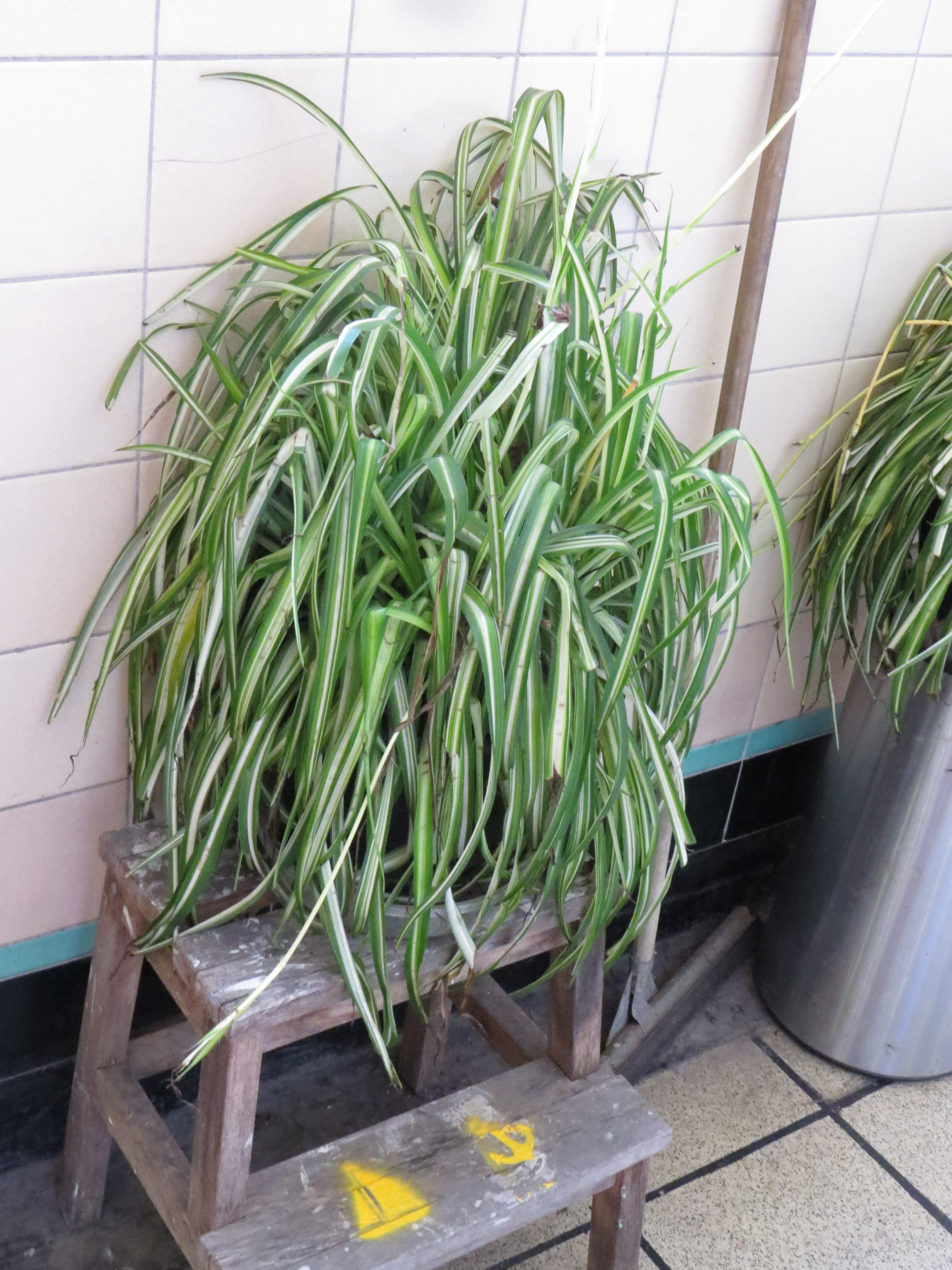 Wednesday Weed Spider Plant Bug Woman Adventures In London