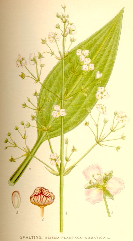 Wednesday Weed  Water Plantain | Bug Woman  Adventures in London