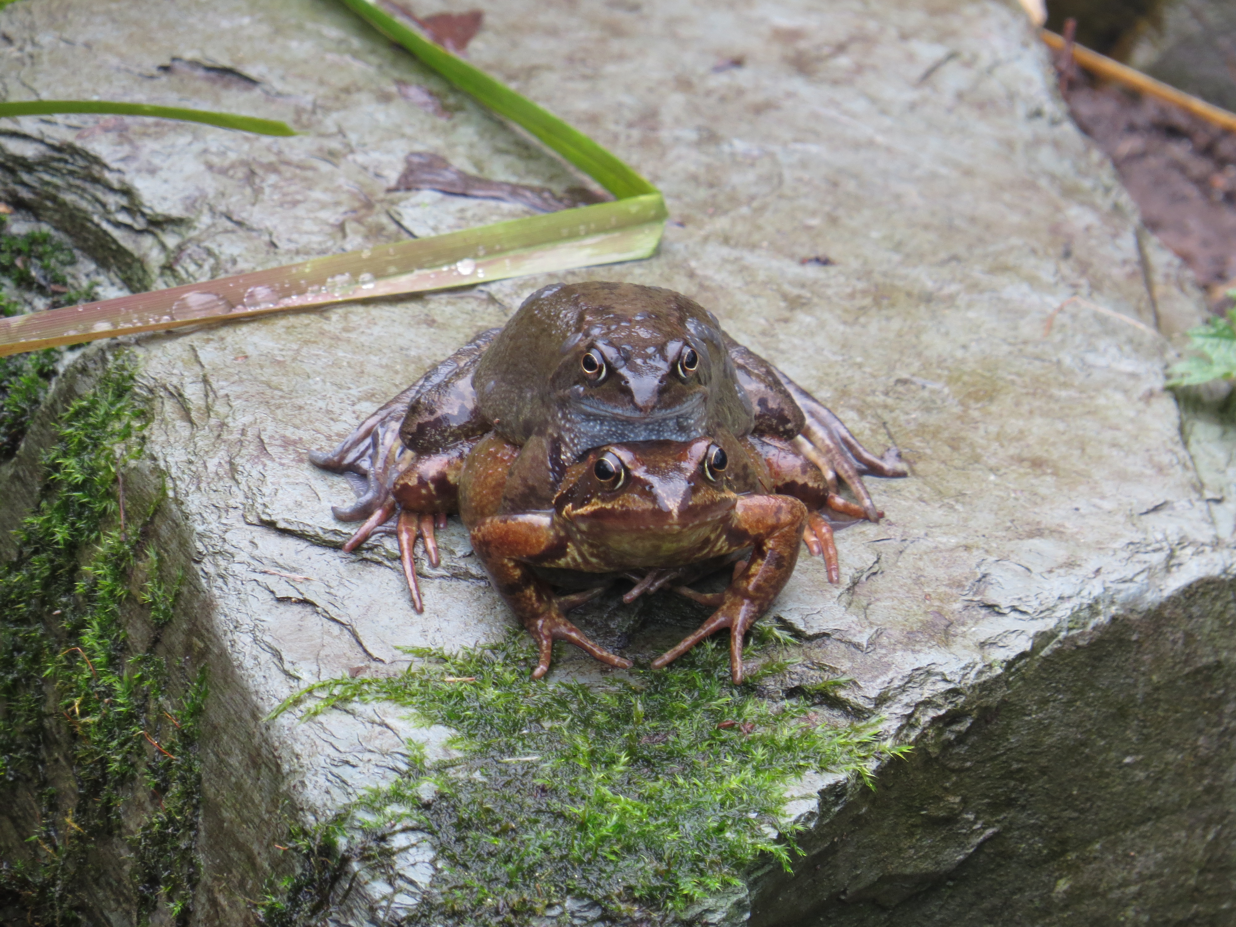 They’re Back Again…. | Bug Woman – Adventures in London