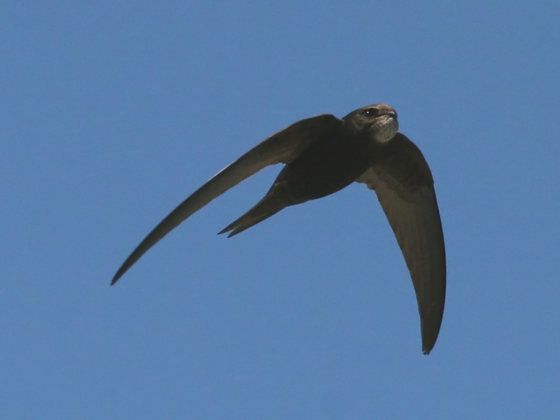 Eleven New Bird Species on the UK Red List Bug Woman Adventures in