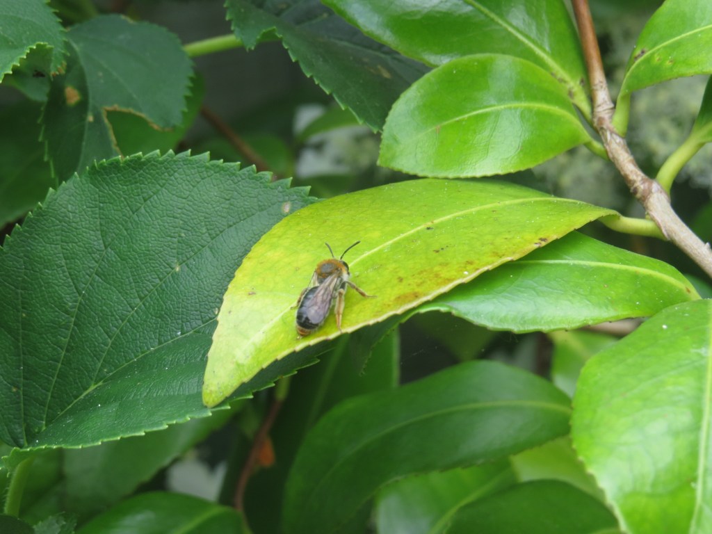 A Wealth of Mining Bees | Bug Woman – Adventures in London