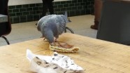 The Pigeon De stringers Of London Bug Woman Adventures In London The Pigeon De stringers Of London Bug Woman Adventures In London
