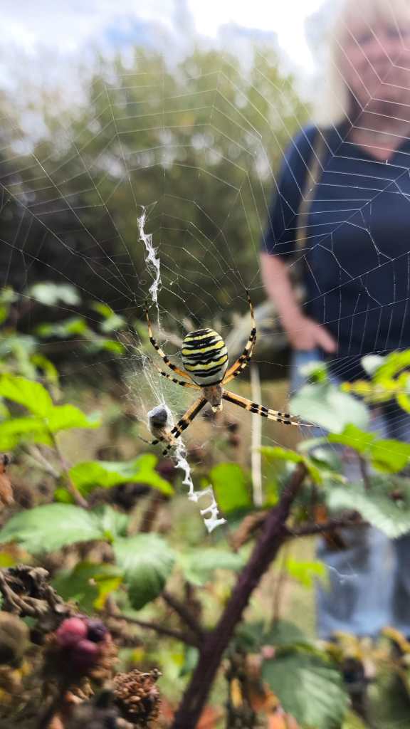 The Wonderful Wasp Spider | Bug Woman – Adventures in London