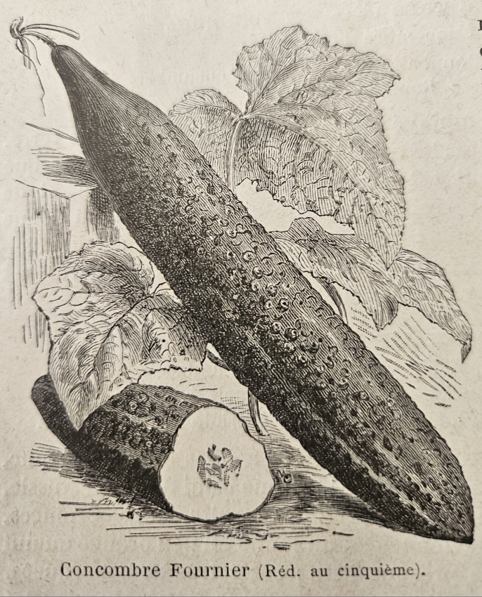 Cowcomber Wednesday Weed – Cucumber | Bug Woman – Adventures in London