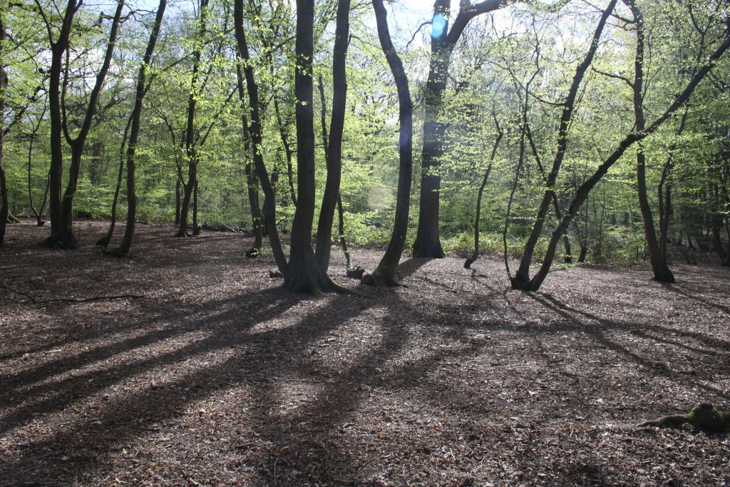 Thursday Poem – ‘and a tree’ by Kate Wakeling | Bug Woman – Adventures ...