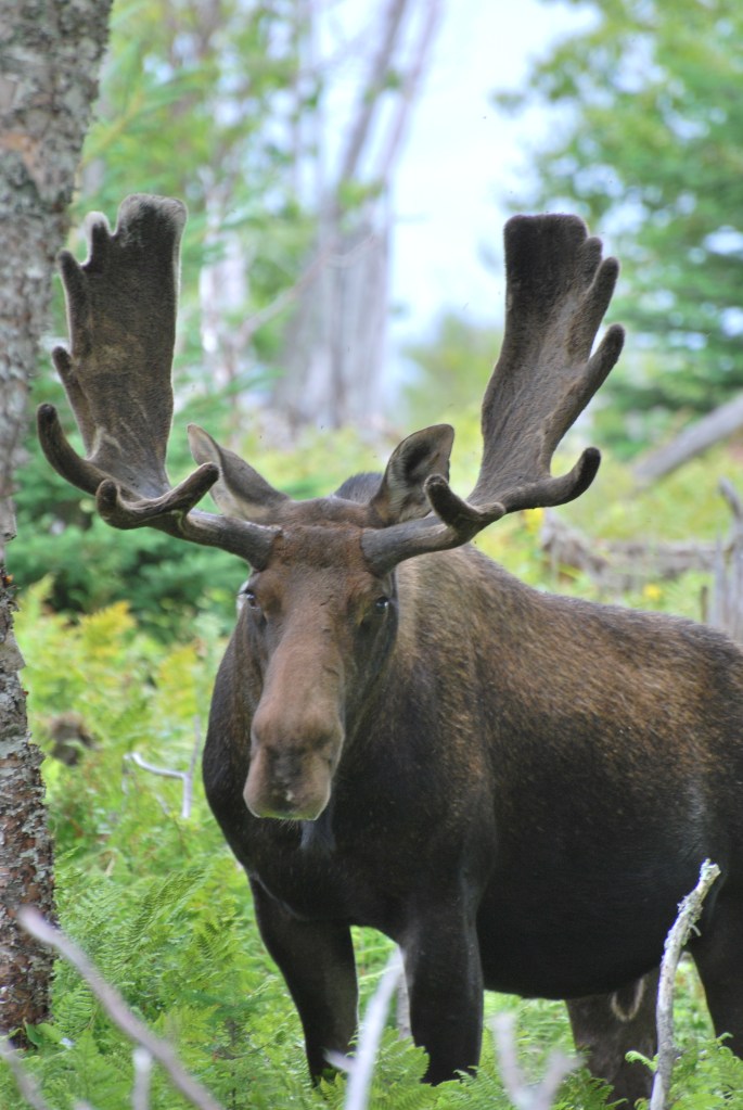 Think Moose Thursday Poem – ‘Moose in the Morning, Northern Maine’ by Mona van Duyn ...